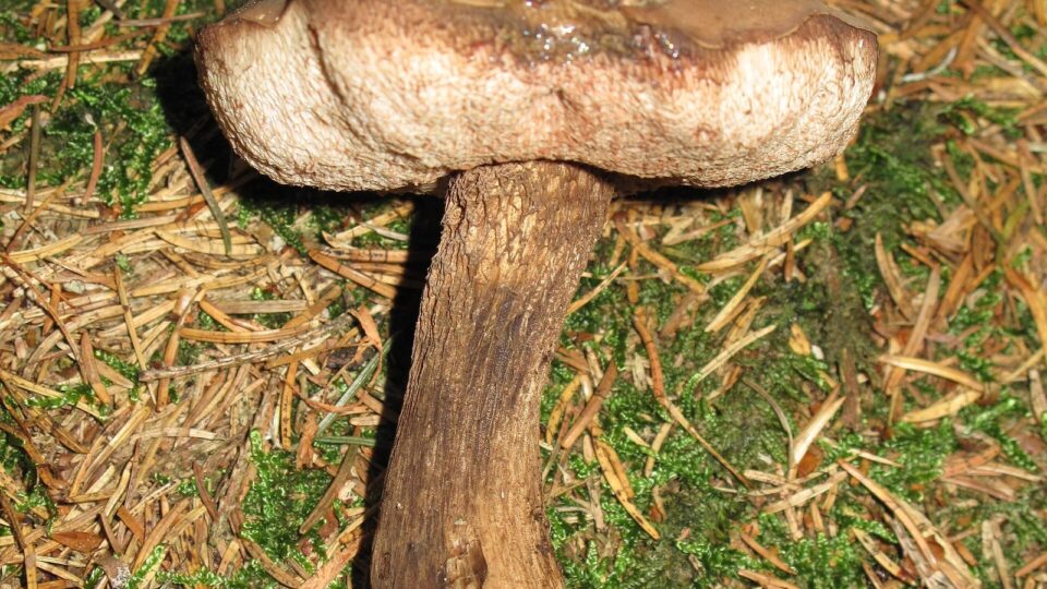 Жовчний гриб — Tylopilus felleus