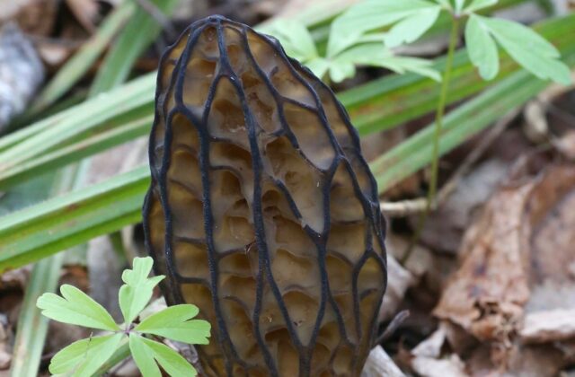 Зморшок конічний — Morchella conica