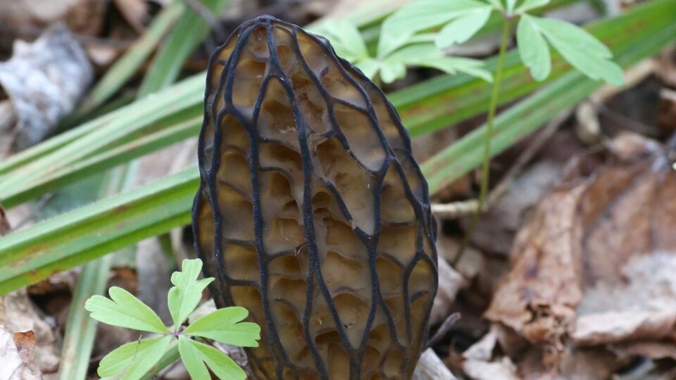 Зморшок конічний — Morchella conica